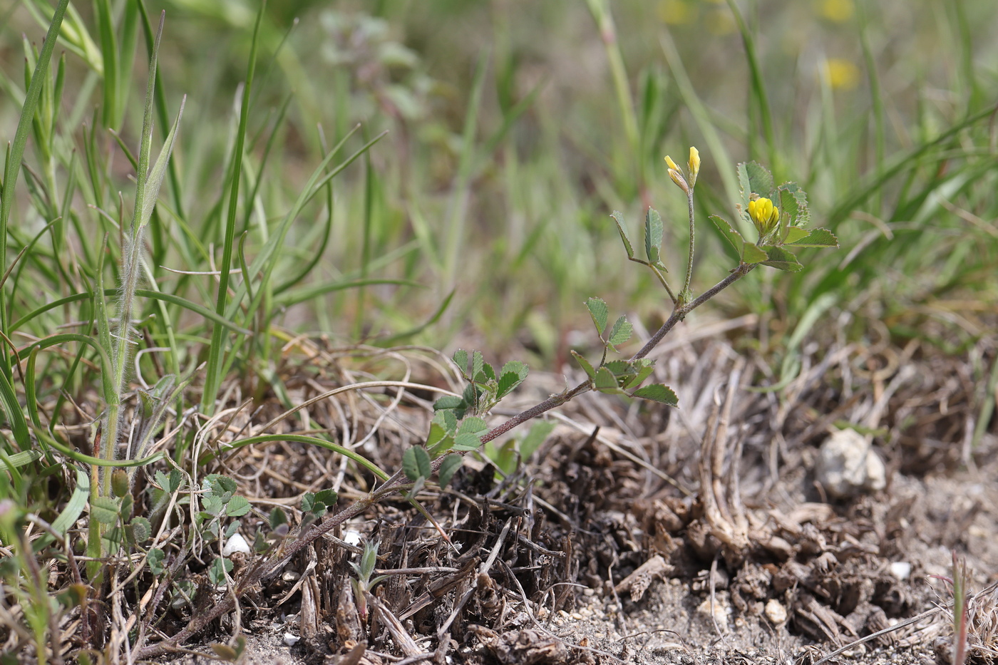 Изображение особи Trigonella striata.