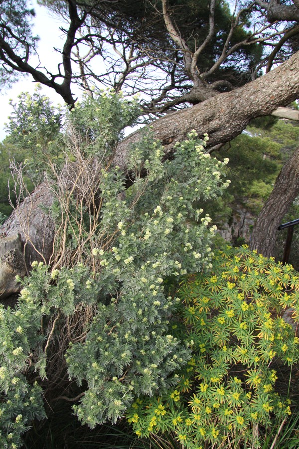 Image of Anthyllis barba-jovis specimen.