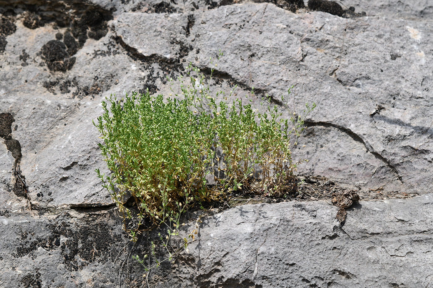 Изображение особи Callipeltis cucullaris.
