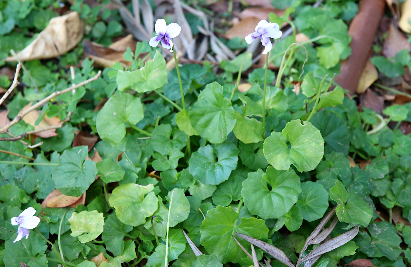 Изображение особи Viola hederacea.