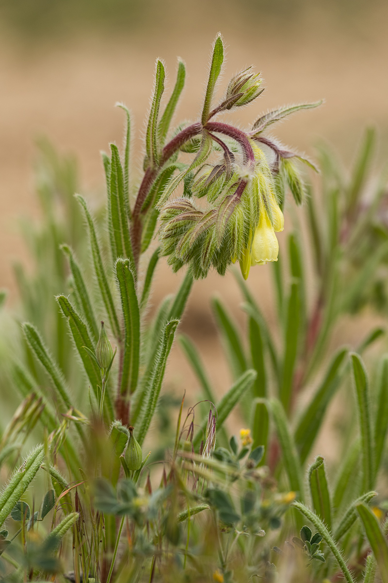 Изображение особи Onosma setosa.