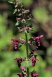 Stachys sylvatica