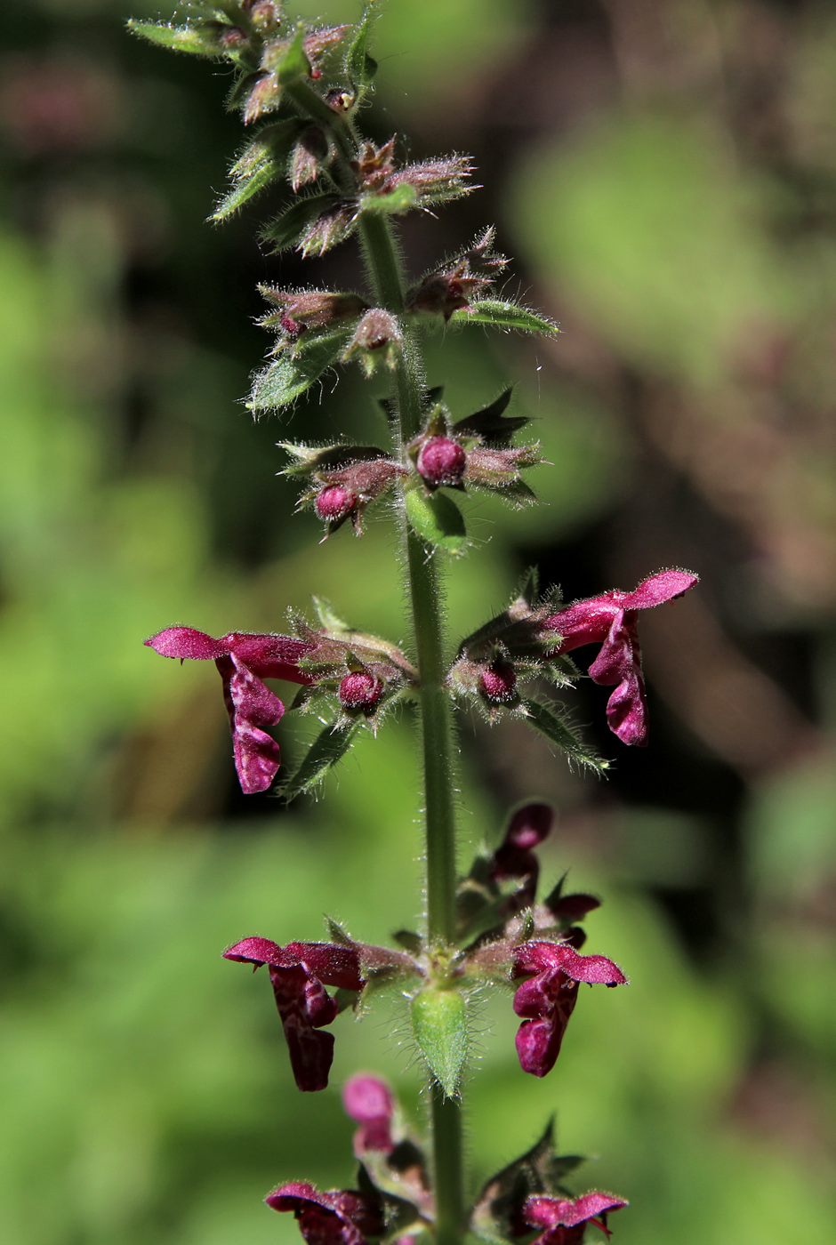 Image of Stachys sylvatica specimen.