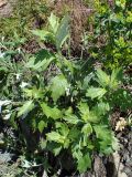 Artemisia stolonifera