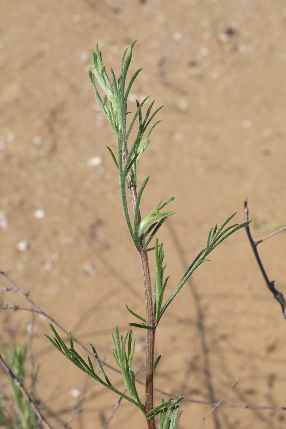 Image of genus Artemisia specimen.