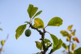 Prunus domestica. Часть ветви с повреждёнными листьями и незрелым плодом. Беларусь, Брестская обл., Каменецкий р-н, дер. Бобинка, на территории агроусадьбы, в культуре. 30.06.2026.
