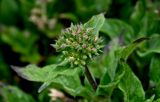 Pentas lanceolata. Верхушка побега с нераспустившимся соцветием. Португалия, о-в Мадейра, г. Фуншал, в культуре. 09.06.2026.