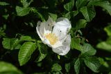 Rosa rugosa. Цветок (белая форма) с погрызенными лепестками в окружении частично обгрызенных листьев. Ленинградская обл., Ломоносовский р-н, окр. Шепелёвского маяка; п-ов Каравалдай, южная оконечность, берег Финского залива, гребень песчаного берегового вала. 20.06.2026.