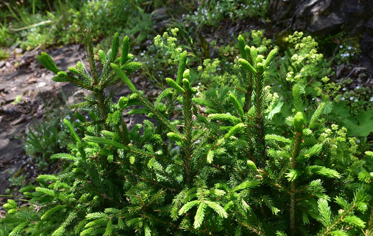 Image of Picea orientalis specimen.