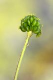 Image of taxon representative. Author is Илья Михеев