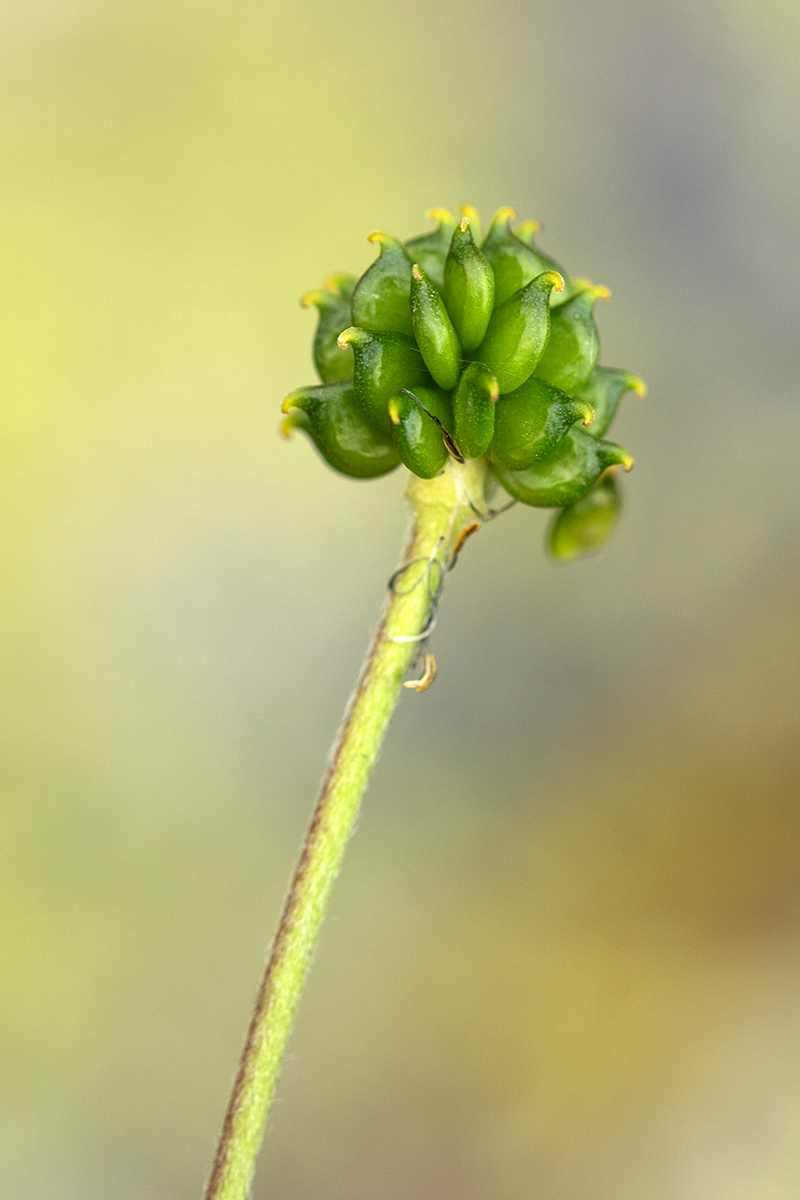 Image of genus Ranunculus specimen.