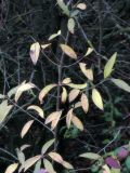Ligustrum vulgare. Листья в осенней окраске. Республика Молдова, муниципалитет Кишинёв, г. Кодру, у окраины грунтовой дороги. 16 ноября 2025 г.