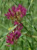 род Allium