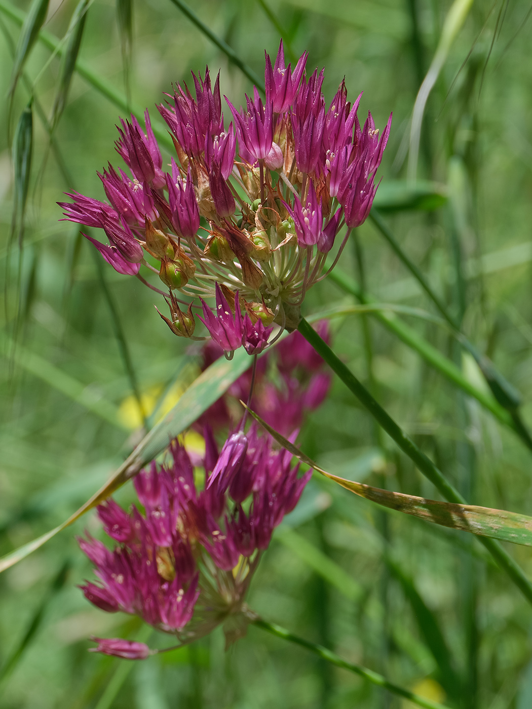 Изображение особи род Allium.