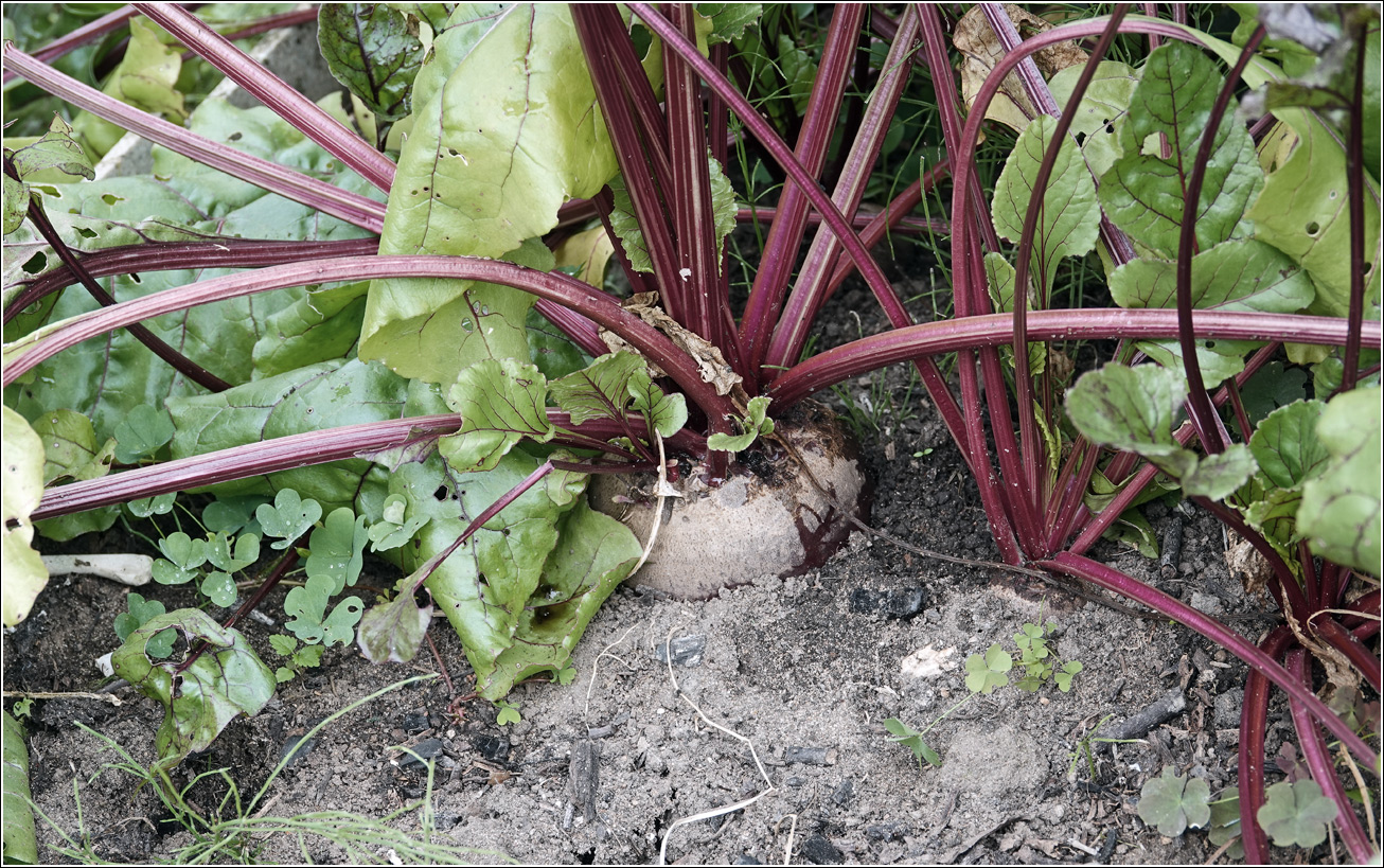Image of Beta vulgaris specimen.