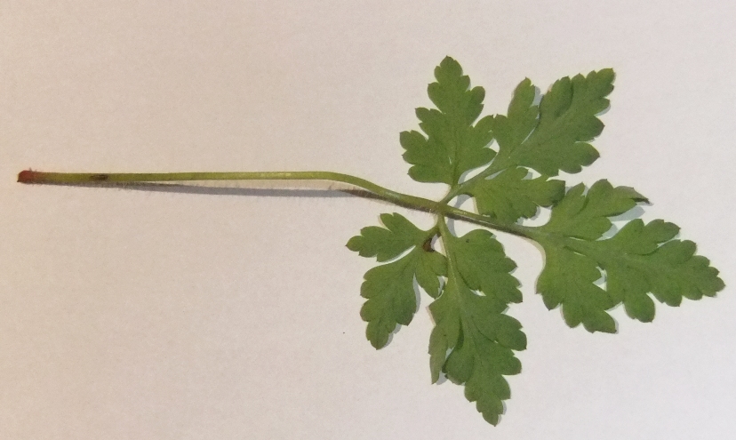 Image of Geranium robertianum specimen.