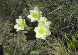 Pulsatilla orientali-sibirica