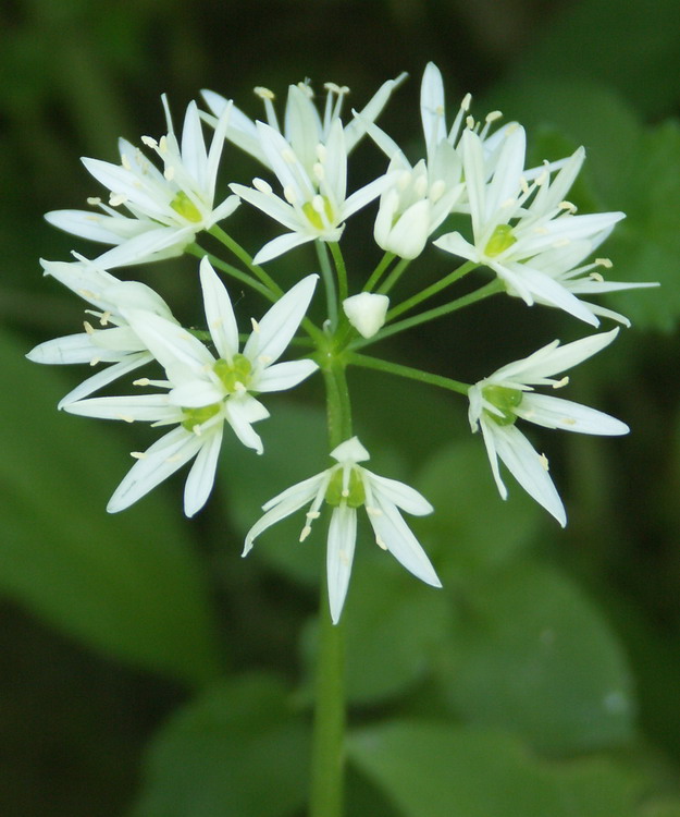 Изображение особи Allium ursinum.