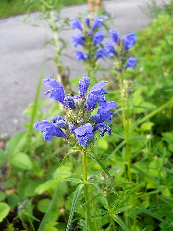 Изображение особи Dracocephalum ruyschiana.