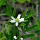 Clematis hexapetala. Верхушка побега с цветком. Приморский край, Уссурийский гор. округ, окр. с. Монакино, луг на небольшой сопке. 12.06.2011.
