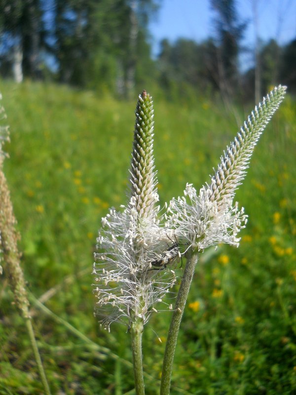 Изображение особи Plantago media.