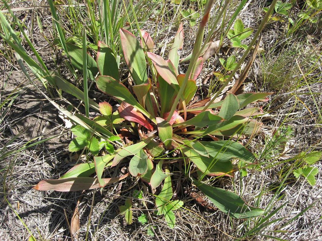 Изображение особи Goniolimon elatum.