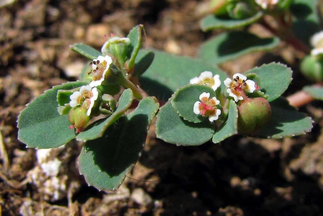 Изображение особи Euphorbia chamaesyce.