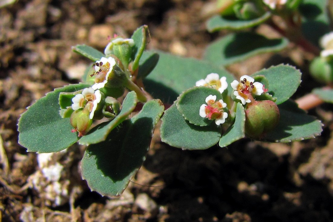 Image of Euphorbia chamaesyce specimen.