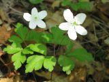 Anemone extremiorientalis. Цветущие растения в дубовом лесу. Приморский край, окр. г. Находка, вблизи бухты Прозрачная. 18.06.2011.