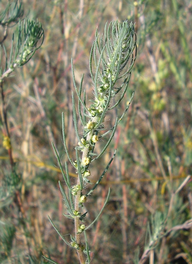 Изображение особи Bassia laniflora.