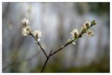 Salix myrtilloides. Побеги с соцветиями. Республика Татарстан, г. Казань, 13.05.2006.