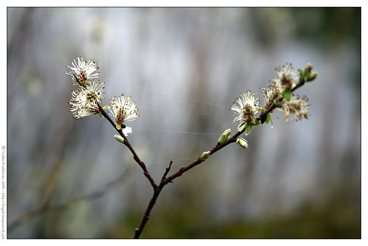 Изображение особи Salix myrtilloides.