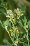 Medicago &times; varia