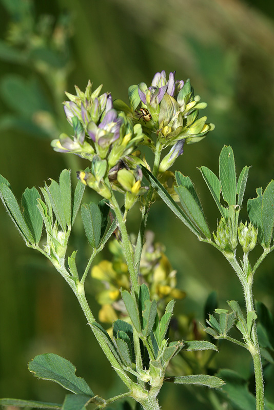 Изображение особи Medicago × varia.