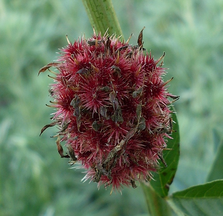 Image of Glycyrrhiza echinata specimen.