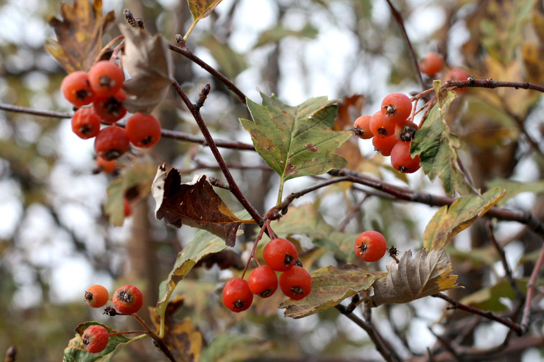 Image of Sorbus persica specimen.