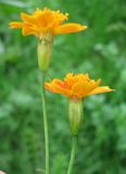 Tagetes tenuifolia