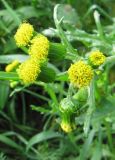 Senecio vulgaris. Соцветия.Коми, окр. г. Сыктывкар, пос. Краснозатонский, дачный участок. 07.09.2011.