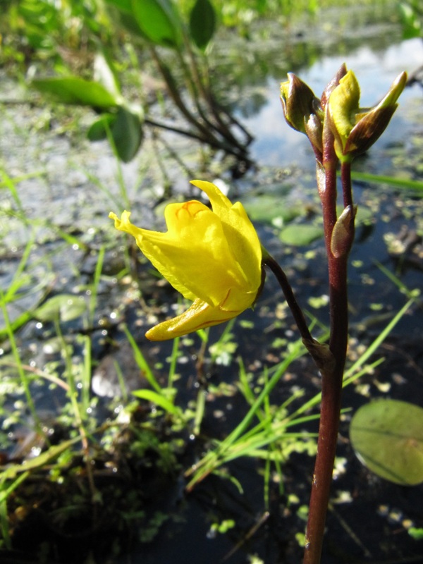 Изображение особи Utricularia vulgaris.