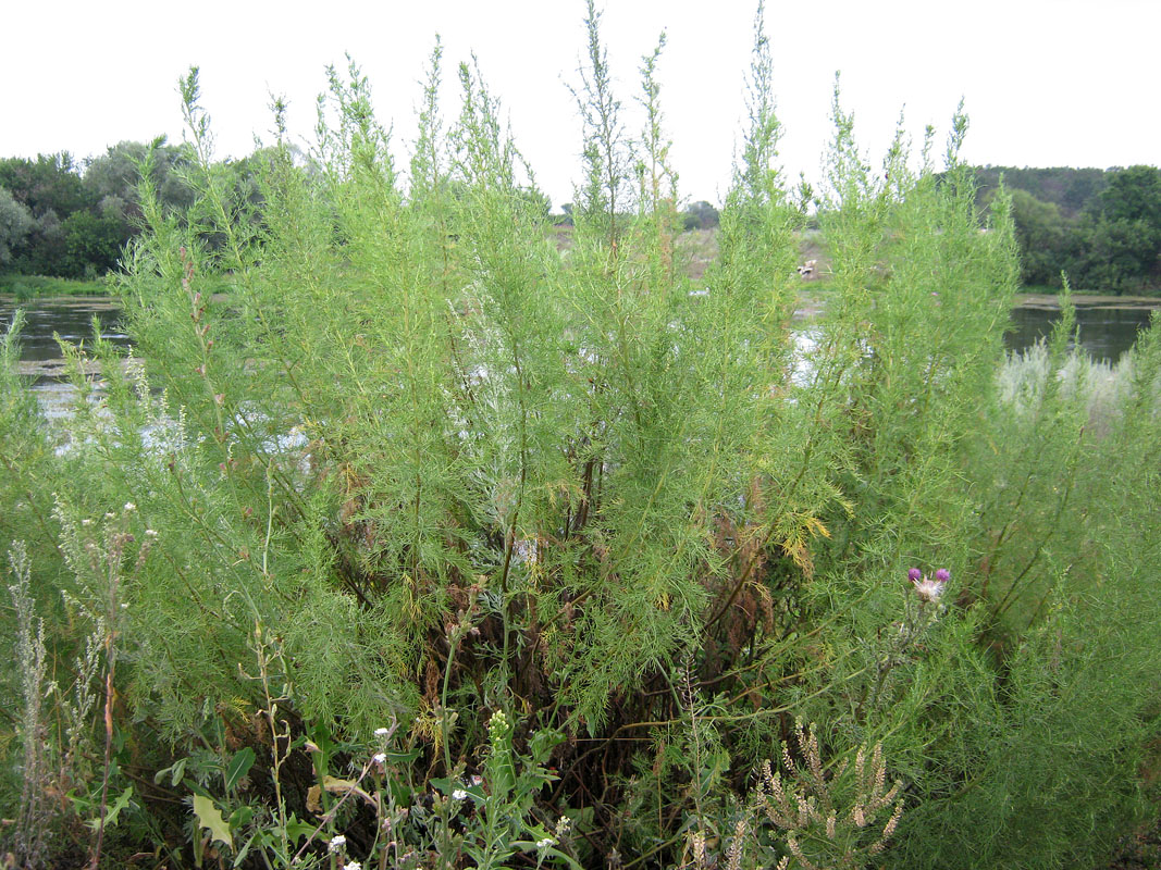 Image of Artemisia abrotanum specimen.