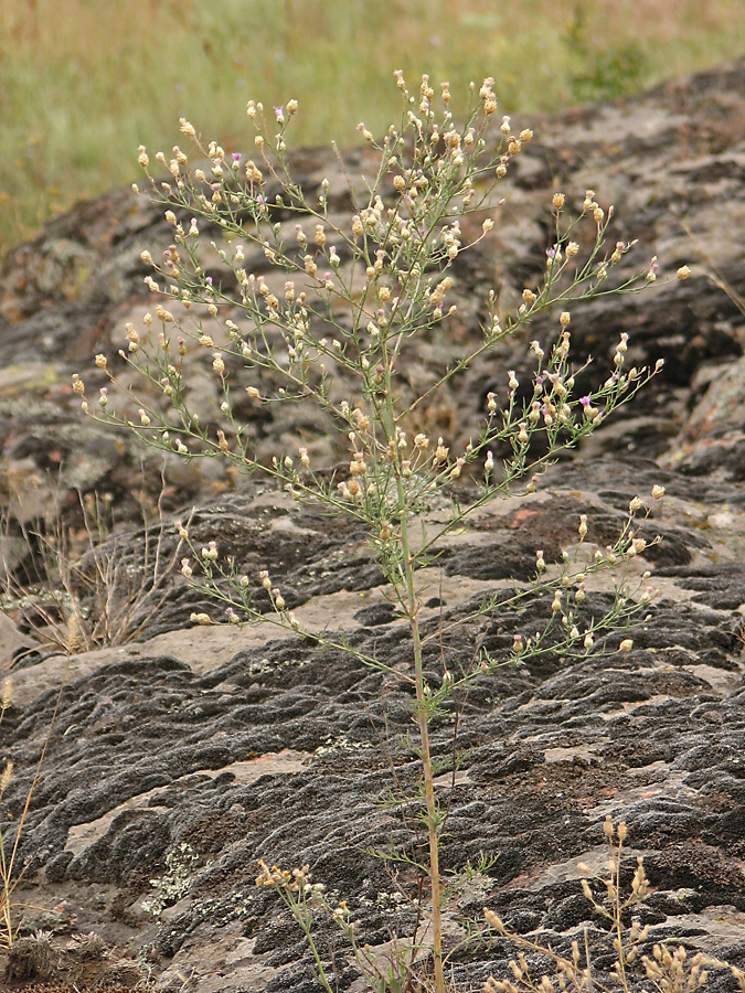 Image of Centaurea pseudoleucolepis specimen.