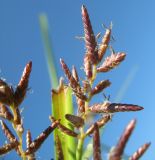 Juncellus serotinus. Часть соцветия во время цветения. Абхазия, пос. Цандрипш, берег р. Хашупса близ ее устья. 27.08.2011.