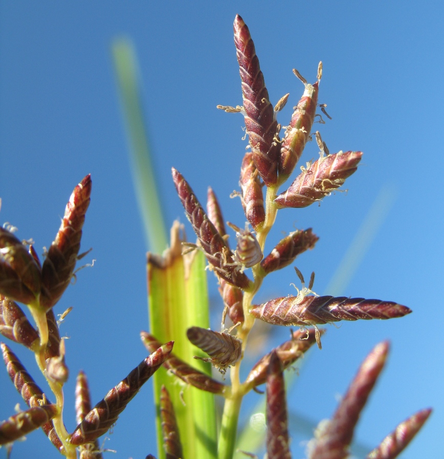 Изображение особи Juncellus serotinus.