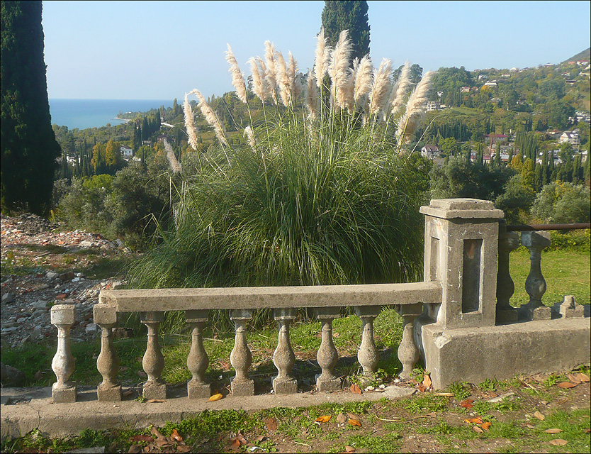 Image of Cortaderia selloana specimen.