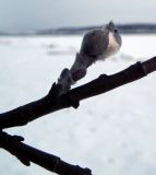 genus Salix