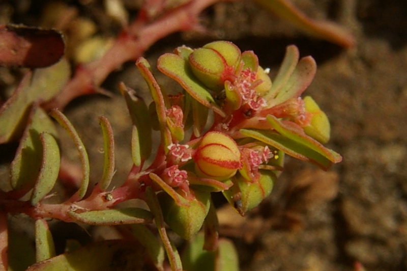 Изображение особи Euphorbia glyptosperma.