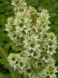 род Veratrum