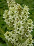 Veratrum