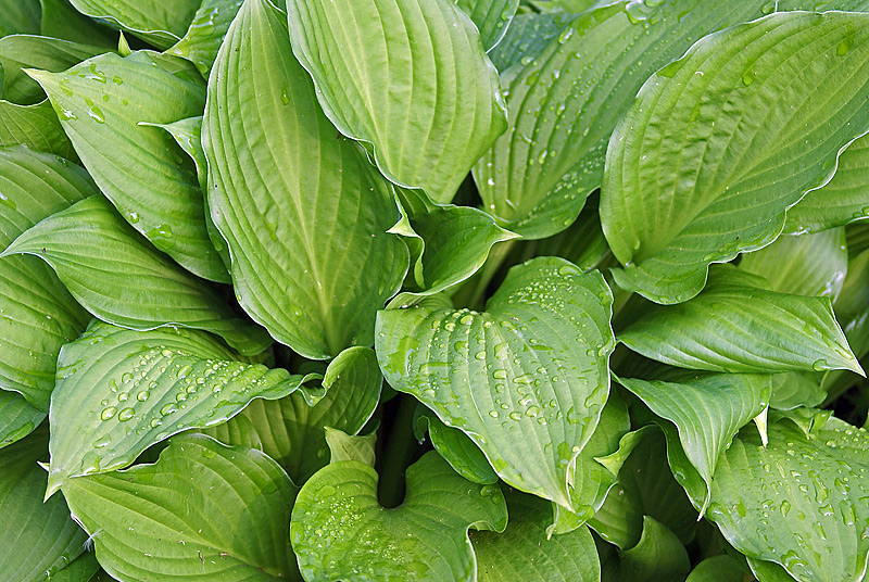 Image of Hosta albomarginata specimen.