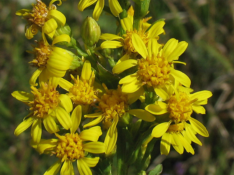 Изображение особи Solidago virgaurea.